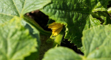 Jak využít okurkového plavčíka